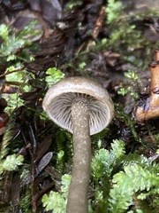 Myochromella boudieri