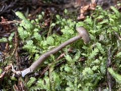 Myochromella boudieri