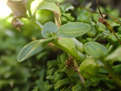 Peperomia tetraphylla