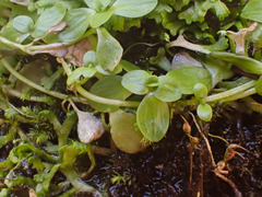 Peperomia tetraphylla
