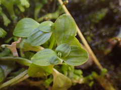 Peperomia tetraphylla