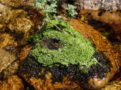 Peperomia tetraphylla