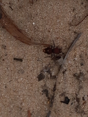 Ephutomorpha ferruginata