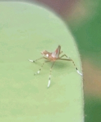 Dictyopharidae