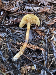 Rhodophana nitellina