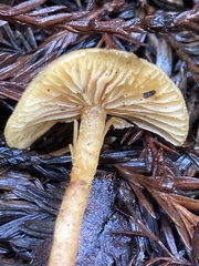 Rhodophana nitellina