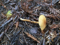 Rhodophana nitellina