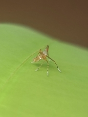 Dictyopharidae