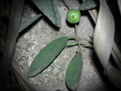 Ficus sarmentosa henryi