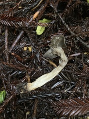 Helvella maculata