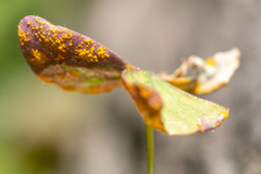 Puccinia oxalidis