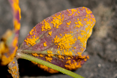 Puccinia oxalidis