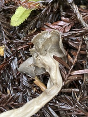 Helvella maculata