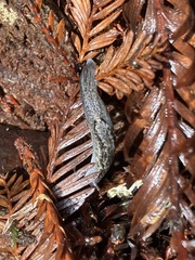 Prophysaon andersonii