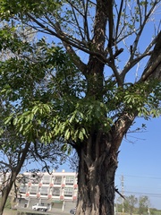 Ficus caulocarpa