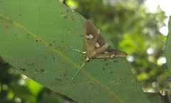 Nosophora