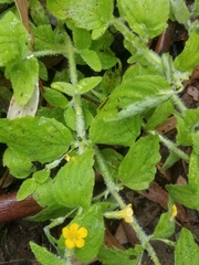 Erythranthe moschata