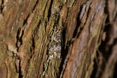 Eudonia minualis