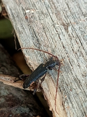 Callidiopis scutellaris