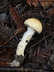 Lepiota spheniscispora