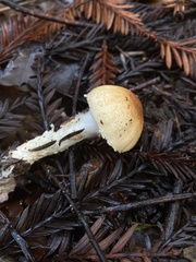 Lepiota spheniscispora