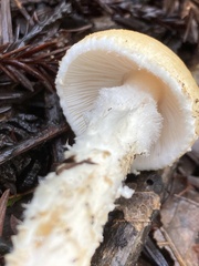 Lepiota spheniscispora