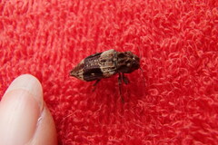 Nascio