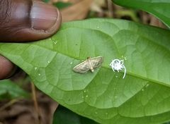 Cnaphalocrocis