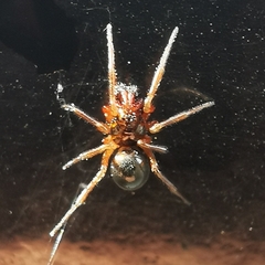Steatoda bipunctata