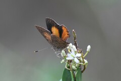 Paralucia pyrodiscus