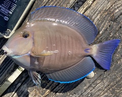 Acanthurus chirurgus