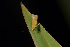 Xyloryctidae