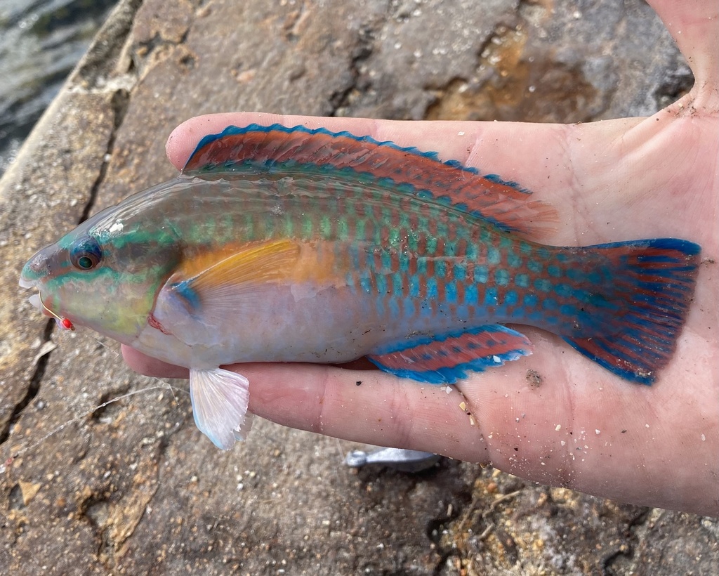 Photo of Striped parrotfish (Scarus iseri)