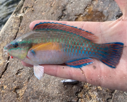 Photo of Striped parrotfish (Scarus iseri)