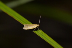 Xyloryctidae