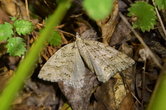 Pseudocoremia rudisata