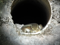 Eutropis
