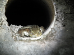 Eutropis