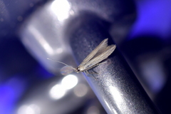Coleophora striatipennella