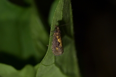 Cryptaspasma querula