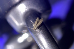 Coleophora striatipennella