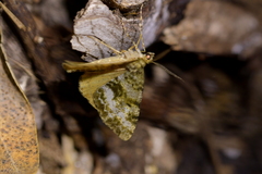 Pseudocoremia lactiflua