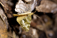 Pseudocoremia lactiflua