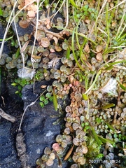 Epilobium komarovianum