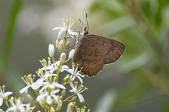 Paralucia pyrodiscus