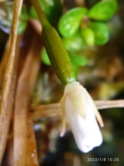 Epilobium komarovianum