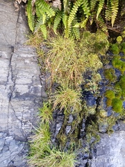Epilobium komarovianum