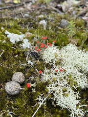 Cladonia cristatella