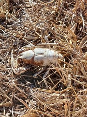 Procambarus simulans