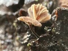 Micromphale arbuticola